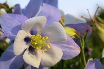 domestic flowers